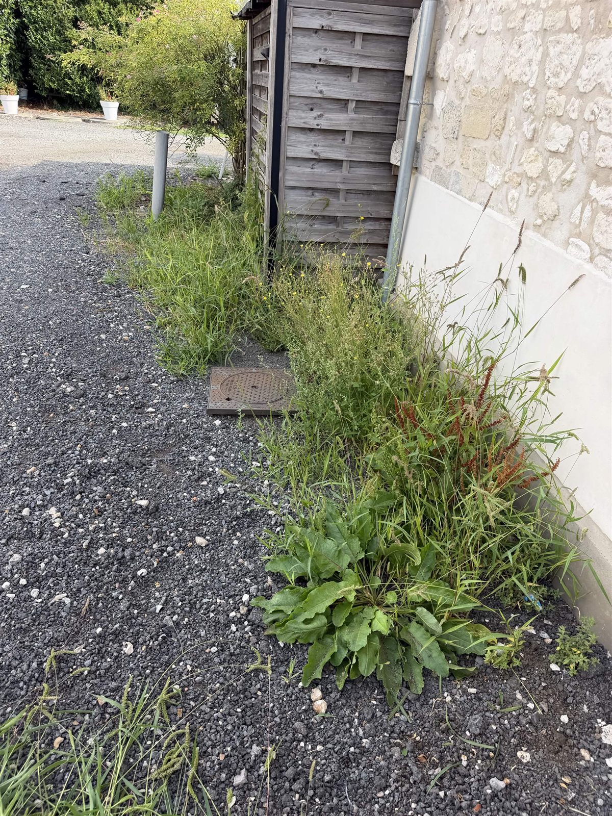 Herbes hautes au pied d’un abri avant désherbage