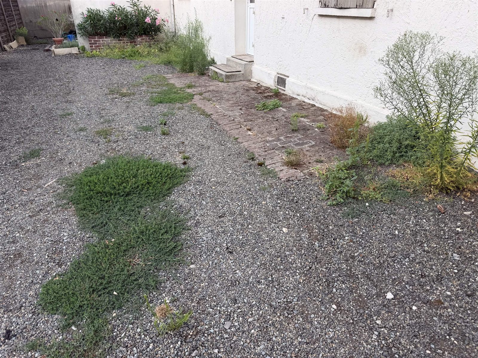 Cour gravillonnée avec mauvaises herbes avant désherbage