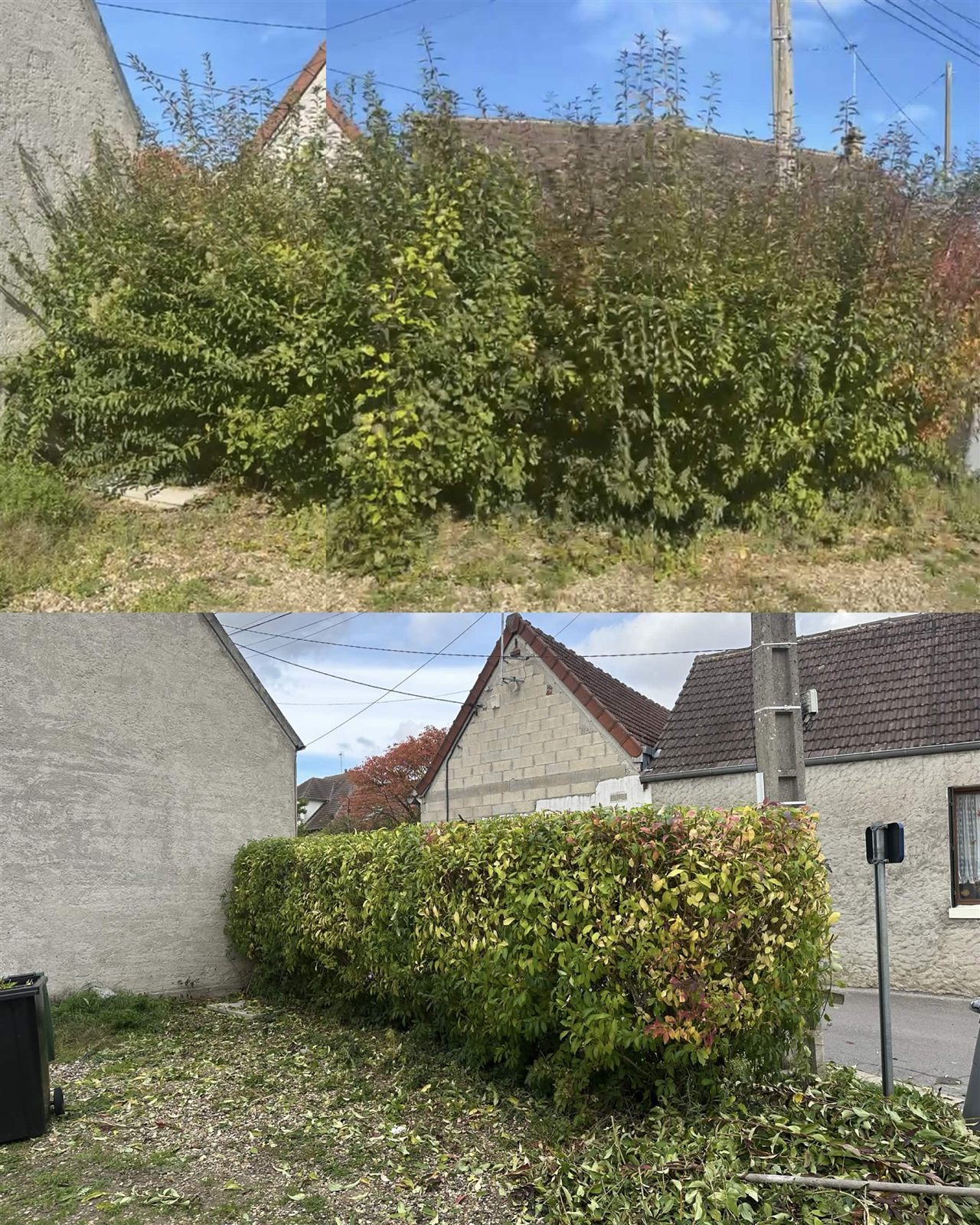 Taille de haie avant et après l’intervention de MP Espaces Vert