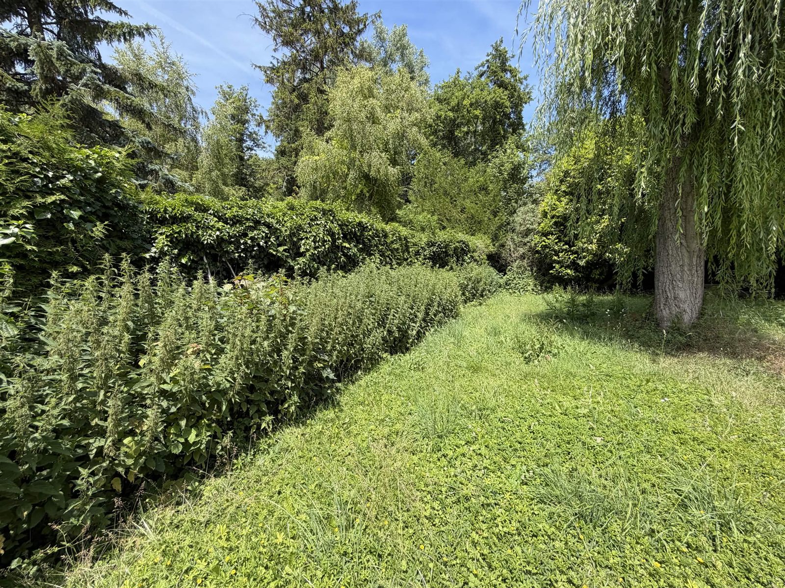Terrain envahi par les herbes avant débroussaillage