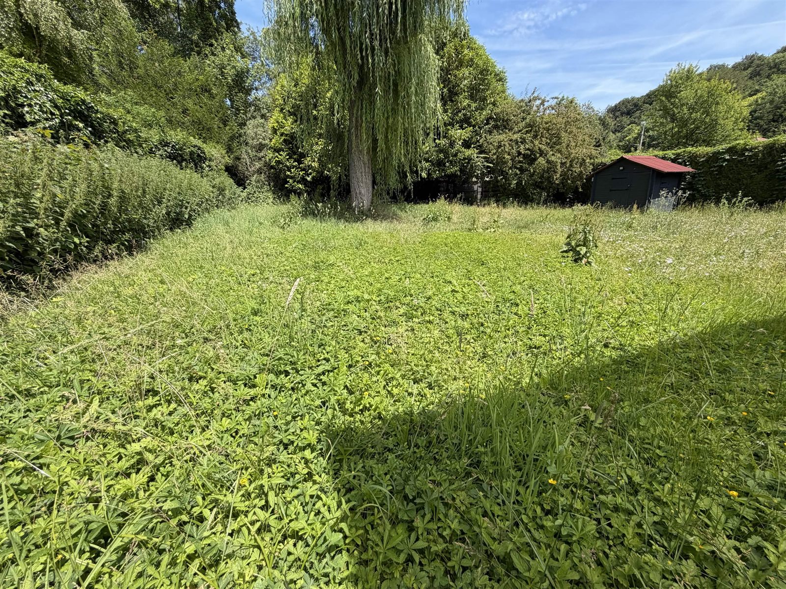 Grand jardin avec herbes hautes avant intervention